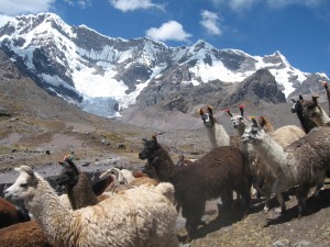 Trekking in Peru near Machu Picchu at the mountain of Ausangate